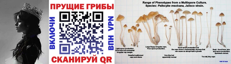 сколько стоит  MEGA сайт  Галлюциногенные грибы Psilocybe  Энгельс 